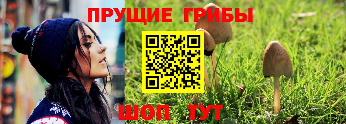 Псилоцибиновые грибы Psilocybe Мариинск